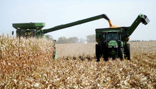Harvest time